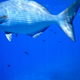 Image for article titled Review: Pentax W60 Waterproof Camera Catching Whale Sharks